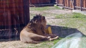 LMAS7715. 04.05.2026 Видео от Ивана
