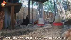 Куриная рутина – что делают куры на выгуле 😂 эпизод (160)