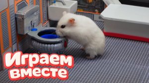 ХОМЯК ВЫБИРАЕТСЯ ИЗ СЕКРЕТНОЙ ХОМЯЧЕЙ ТЮРЬМЫ ! Играем ВМЕСТЕ ! Помогаем выбраться из лабиринта №24