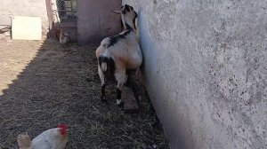 Новый день новые  хлопоты