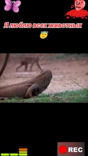 Животные приколы и не только😅