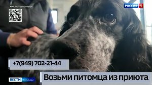 Возьми питомца из приюта