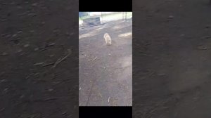 Евуся