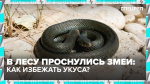 УКУС ЗМЕИ | Угрозы от змей | Спецреп