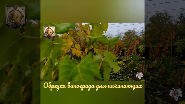 Обрезка винограда для начинающих.