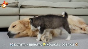 Котята и щенята 🐈🐶 Кошки и собаки 🤗 Про животных (20)