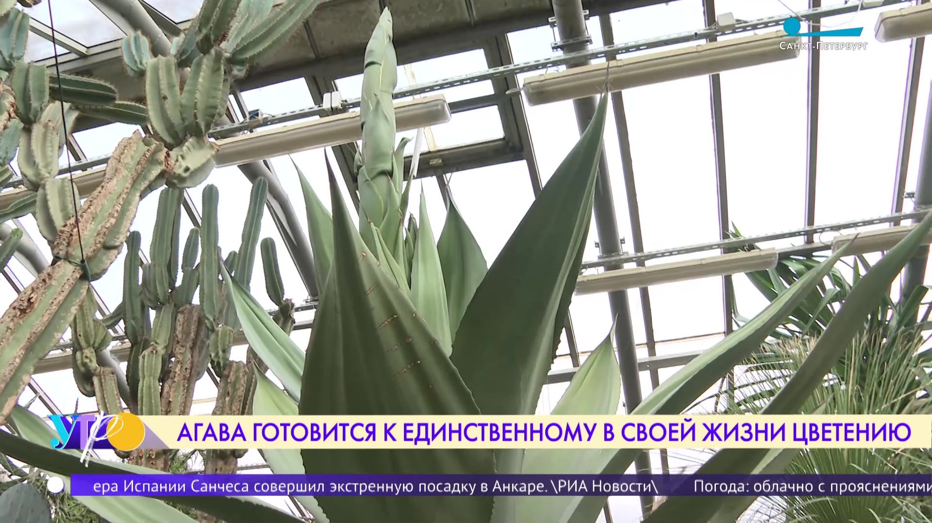 Агава Сальма из Ботанического сада Петра Великого готовится к цветению