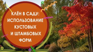 С ЧЕМ СОЧЕТАТЬ КЛËН В САДУ