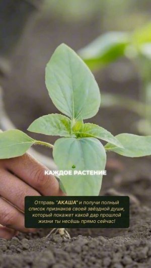 Избегайте идей разделения