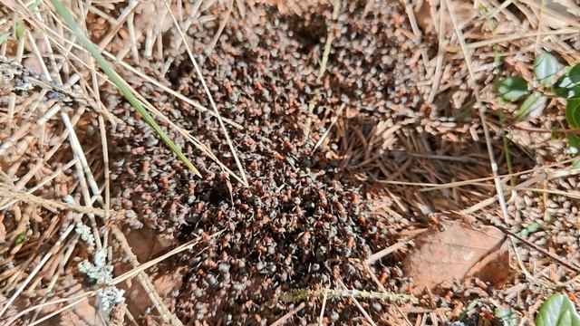 Полчища лесных муравьёв смотреть онлайн