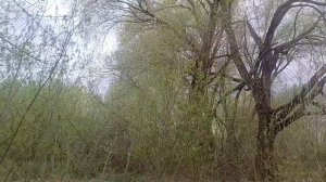 Сходила на дачу..., ужин.