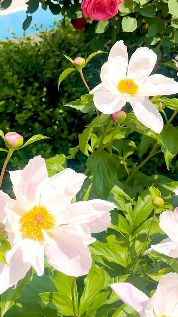 ☀️Настроение в подарок! 🌺