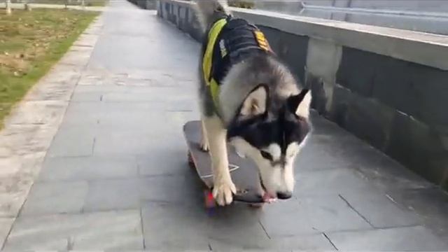 Хаски тоже любят скейт
