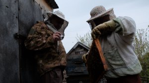 Моя покупка пчёл.начало.