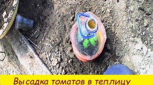 Высадка томатов в теплицу