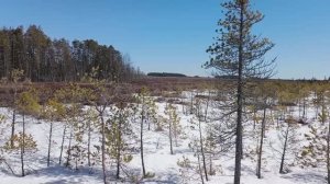 ОХОТА НА ГУСЯ, ВПЕЧАТЛЯЮЩАЯ
