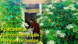 Топ1. ГОРТЕНЗИЯ черешковая. Генералка на террасе. Новая песня о даче