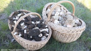 Ищем степные сморчки там, где рос подсолнух и немного других грибов