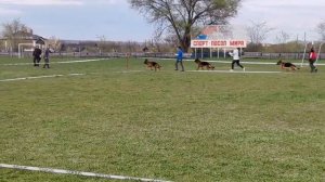 РАБОЧИЙ СУКИ / КЧК ЛУГАНСК 18 апреля`26 Л.Косашвили Моно немецких овчарок