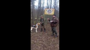Чувашские республиканские весенние открытые состязания гончих по зайцу беляку.(24-26 апреля 2026 )