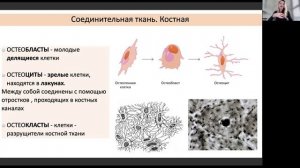 АНАТОМИЯ. СОЕДИНИТЕЛЬНАЯ ТКАНЬ