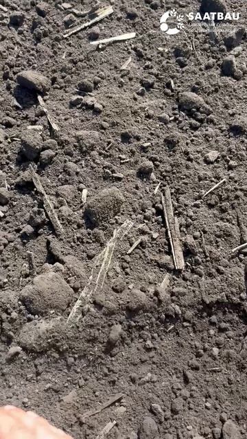 Производственный посев яровой пшеницы сорта АРАБЕЛЛА в Курской области.