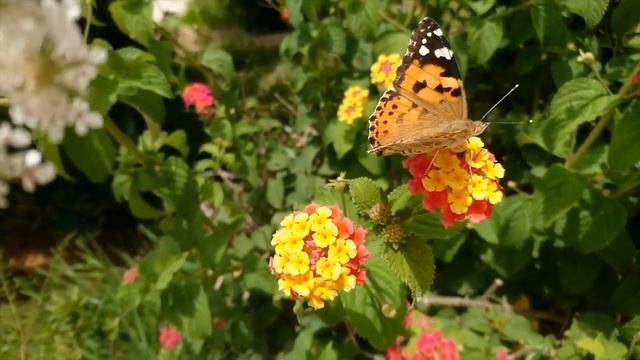 Живая природа. Воздух и бабочка