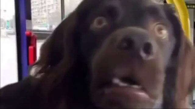 Заставка для видео Похожая на чью то тещу № 556
