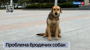 Проблема бродячих собак в Мариуполе
