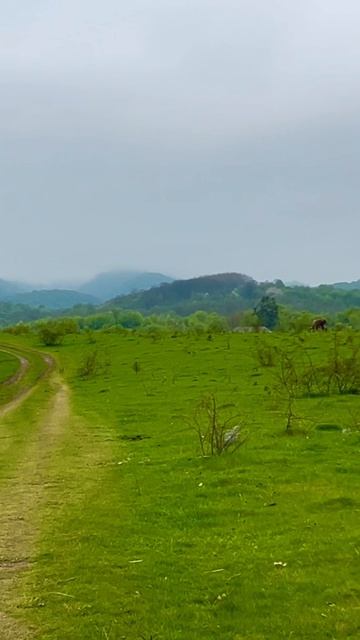 Сунжа Северная Осетия
