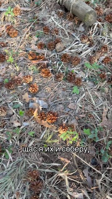 Собираю сосновый опад😊