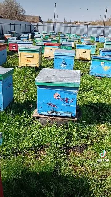 🐝🐝🐝🐝🐝 смотреть онлайн
