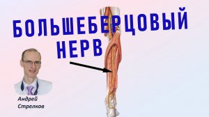 Большеберцовый нерв: ветви и зоны иннервации