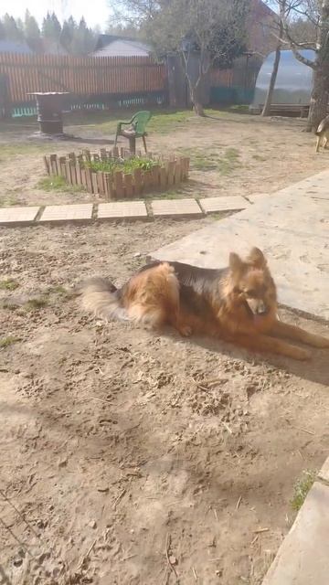 Брамс смотреть онлайн