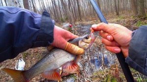 Ручей по колено, а рыбы в нём много. Ловля в проводку весной на лесном торфяном ручье.