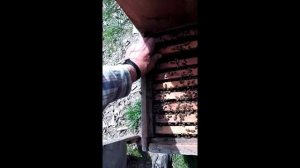 Георгий Показеев готовит свои лежачки-медовички к взятку.