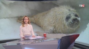 Детеныши нерпы выбрались на берег около Магадана и не хотят возвращаться в море