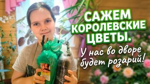 Сажаем КОРОЛЕВСКИЕ ЦВЕТЫ! 🌹 Таня высаживает розы в контейнеры.