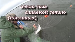 ЛОВЛЯ СИГА СПЛАВНОЙ СЕТЬЮ (ПОПЛАВЬЮ)