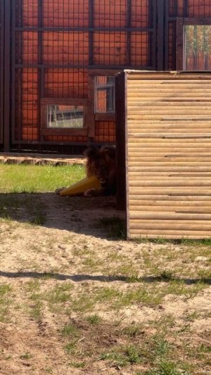 Пока Киара не пришла,надо самому все сгрызть