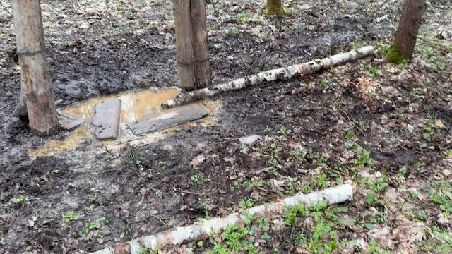 Сморчки по дороги в деревню