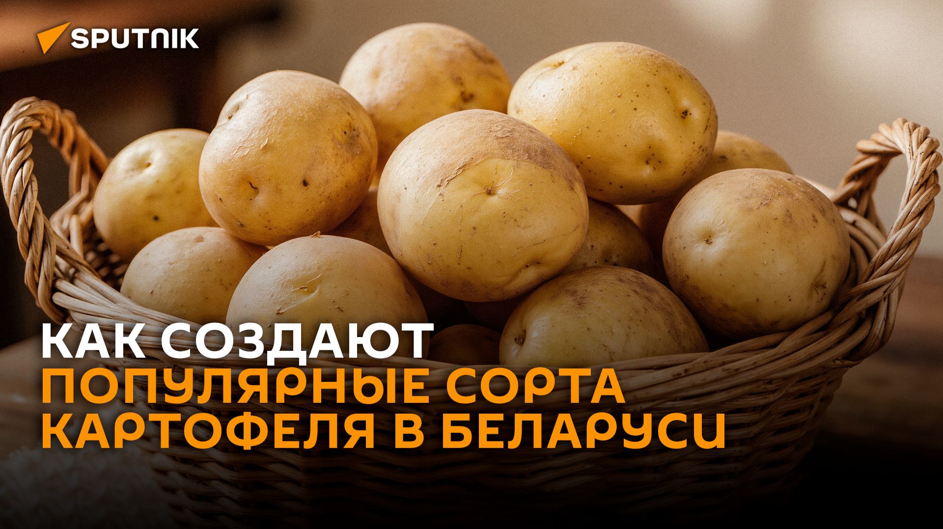 От лаборатории до грядки: как создают популярные сорта картофеля в Беларуси