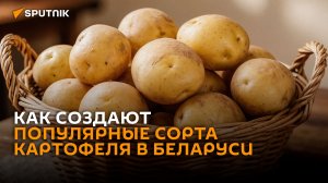 От лаборатории до грядки: как создают популярные сорта картофеля в Беларуси