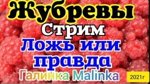 Жубревы Life Vlog и Саня Жубрев _Обзор стрима_Правда и ложь __