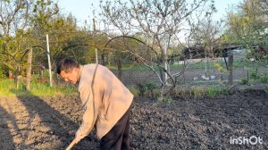 Сажаем вместе арбузы и дыни. Обрабатываем розы от болезней!