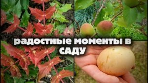 Прогулка по южному саду, мои весенние радости