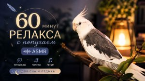 60 минут релакса с попугаем 🦜 ASMR: звуки еды, полётов и пения для сна и отдыха