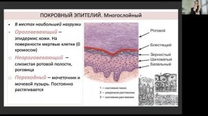 АНАТОМИЯ. ЭПИТЕЛИАЛЬНАЯ ТКАНЬ