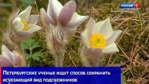Петербургские ученые ищут способ сохранить исчезающий вид подснежников