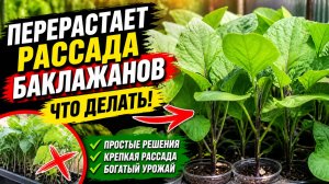 Перерастает рассада баклажанов? Сделайте так и всё пройдёт!